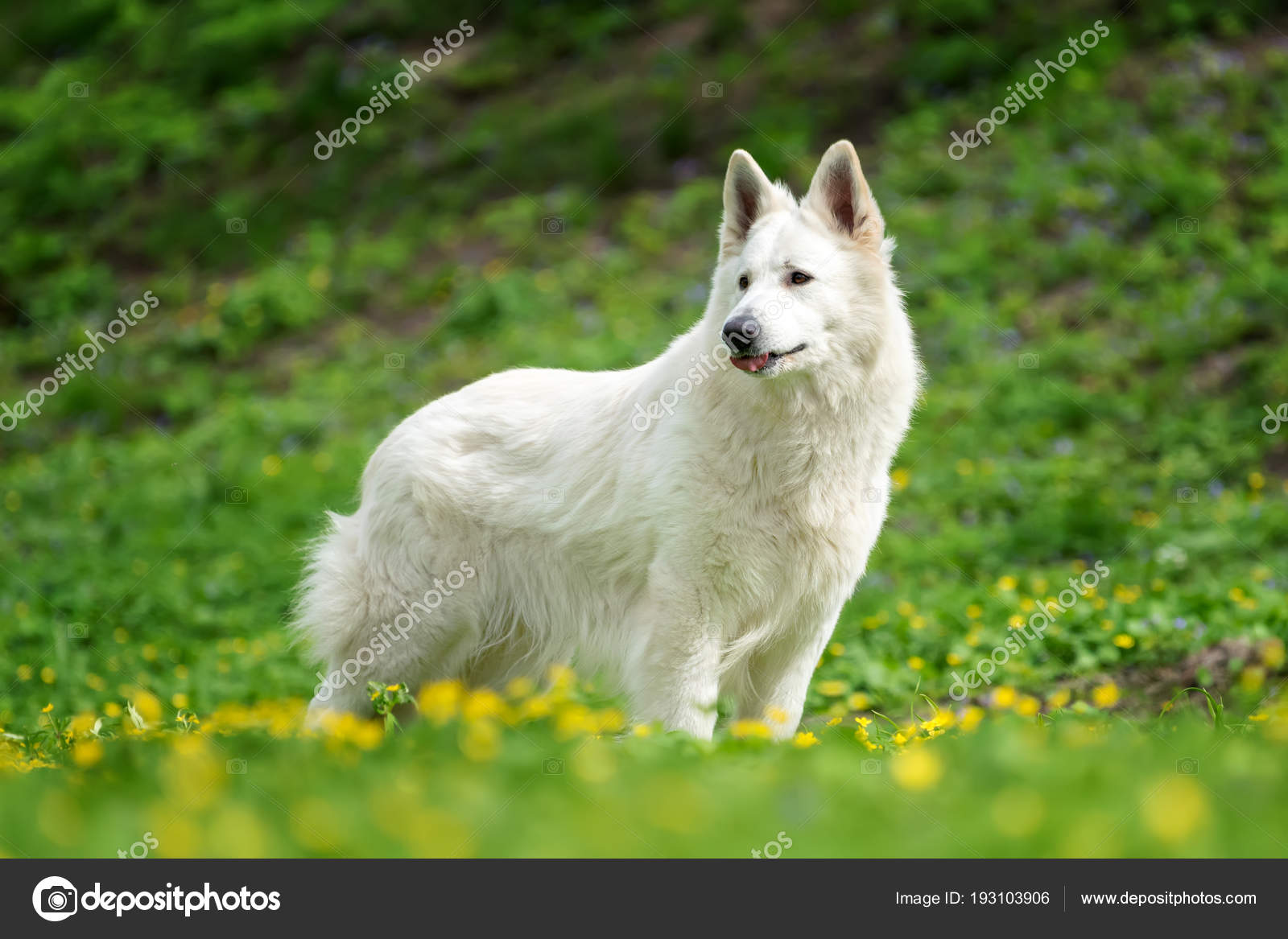 large white german shepherd