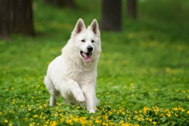 Berger Blanc Suisse beyaz Alman kurdu 