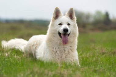 Berger Blanc Suisse beyaz Alman kurdu 