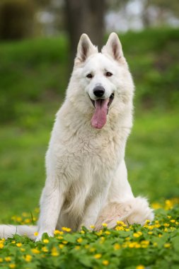 Berger Blanc Suisse beyaz Alman kurdu 