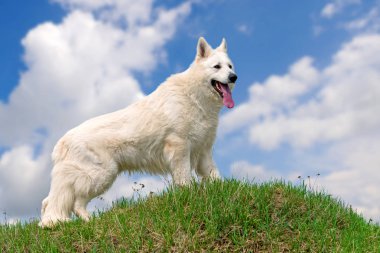 Berger Blanc Suisse beyaz Alman kurdu 