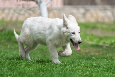 Berger Blanc Suisse beyaz Alman kurdu haşhaş