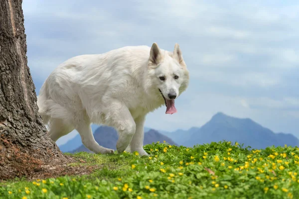 Berger blanc suisse weißer deutscher Schäferhund — Stockfoto