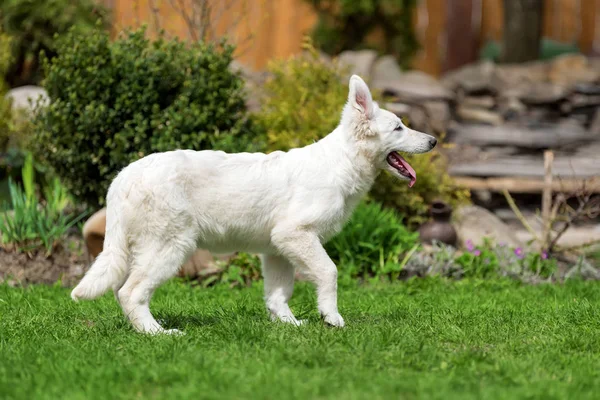 Berger Blanc Suisse witte Duitse herder poppy — Stockfoto