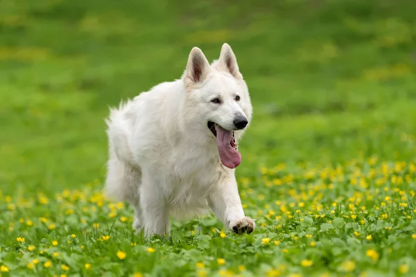 Berger Blanc Suisse beyaz Alman kurdu — Stok fotoğraf