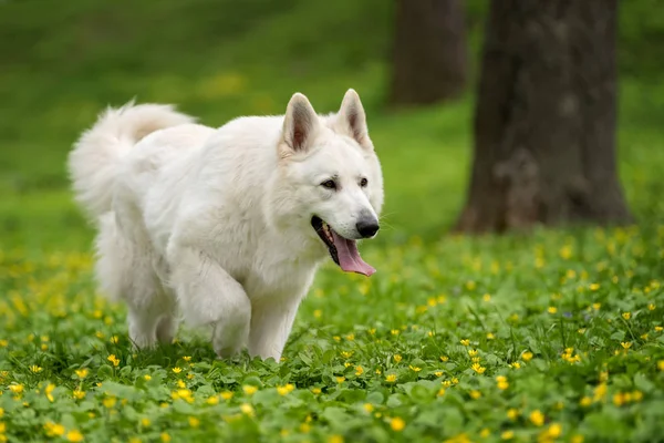 Berger Blanc Suisse beyaz Alman kurdu — Stok fotoğraf