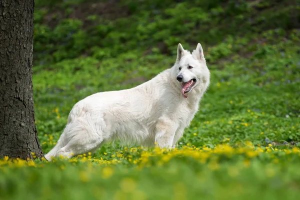 Berger Blanc Suisse Pastor alemão branco — Fotografia de Stock