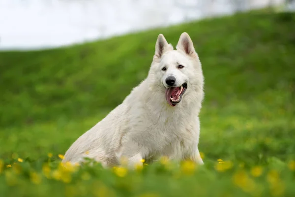 Berger Blanc Suisse beyaz Alman kurdu — Stok fotoğraf