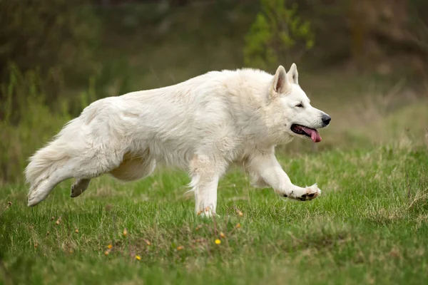 Berger Blanc Suisse beyaz Alman kurdu — Stok fotoğraf