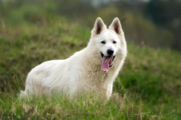 Berger Blanc Suisse witte Duitse herder — Stockfoto