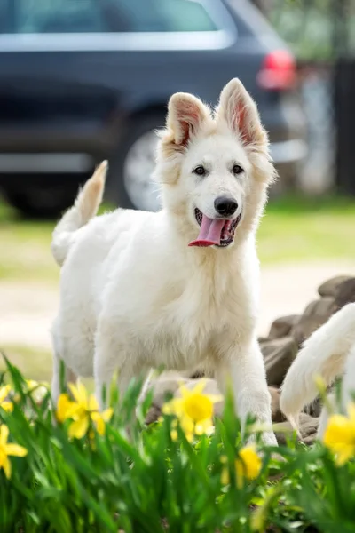 Berger Blanc Suisse beyaz Alman kurdu haşhaş — Stok fotoğraf