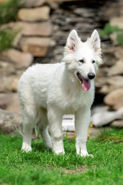 Berger Blanc Suisse biały Owczarek niemiecki poppy — Zdjęcie stockowe