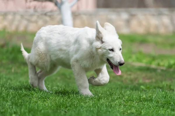 Berger Blanc Suisse White german shepherd poppy — Stock Photo, Image