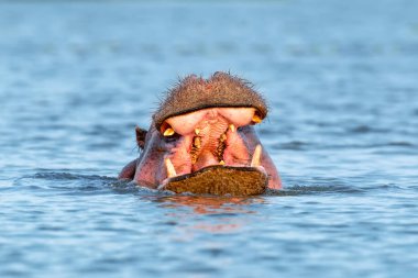 Nehir su aygırı (su aygırı amphibius)