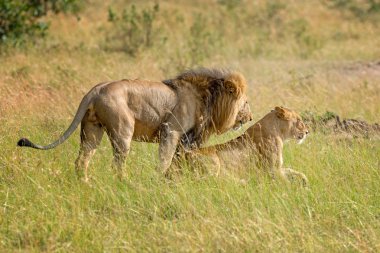 Aslan Kenya Milli Parkı