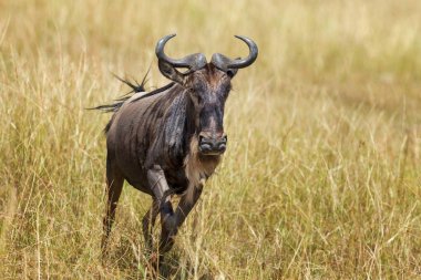 Afrika'nın milli parkta wildebeest