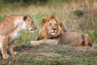 Aslan Kenya Milli Parkı
