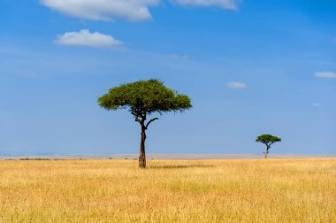 Kimse ile Afrika ağaç manzara