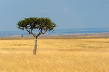 Kimse ile Afrika ağaç manzara