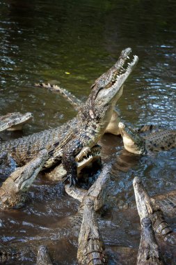 Kenya Ulusal Parkı, Afrika timsah