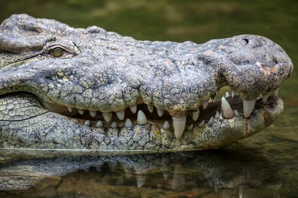 A nemzeti park Kenya, Afrikában a krokodil — Stock Fotó