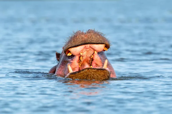 Ιπποπόταμος (amphibius Hippopotamus) στον ποταμό — Φωτογραφία Αρχείου