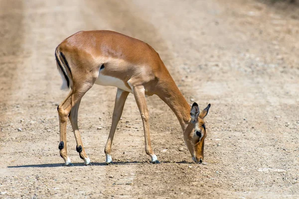 Impala na savana na África — Fotografia de Stock