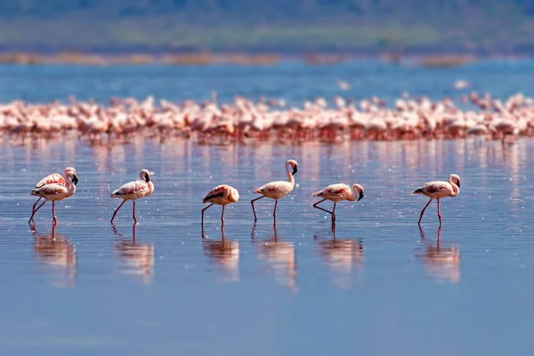 Flamingos — Stockfoto