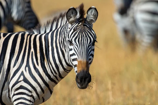 Зебра на Пасовище в Африці — стокове фото