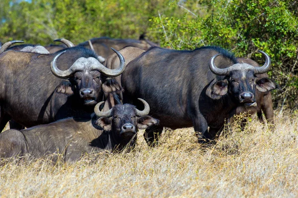 Άγρια αφρικανική βουβάλι ταύρο — Φωτογραφία Αρχείου