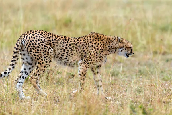 Wild Afrikaanse cheetah — Stockfoto