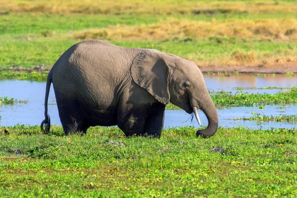 Elephant in water. National park of Kenya — Stock Photo, Image