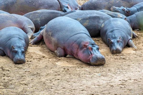 Hipopotam (Hippopotamus amphibius) — Zdjęcie stockowe