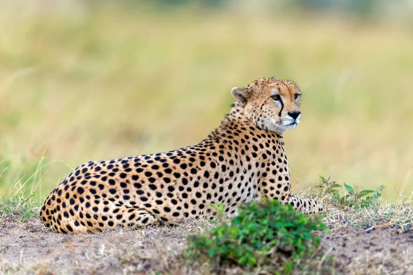 Guépard d'Afrique sauvage — Photo