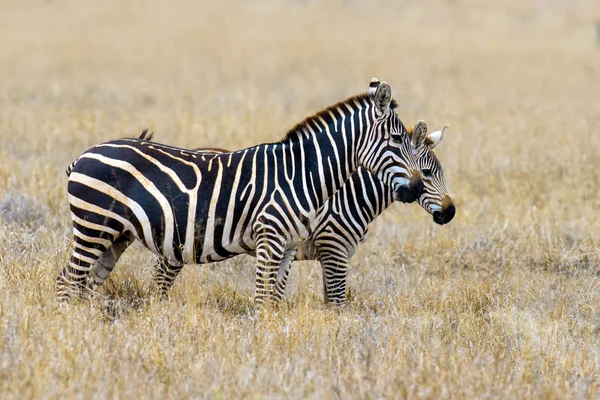 Zebra na użytki zielone w Afryce — Zdjęcie stockowe