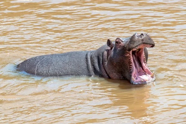 河马 (河马 amphibius) 在河里 — 图库照片