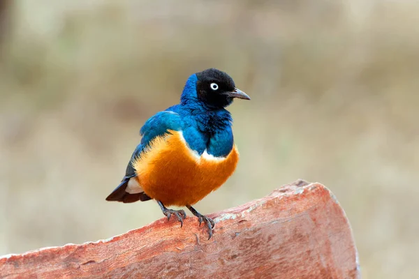 Colourful bird Superb — Stock Photo, Image