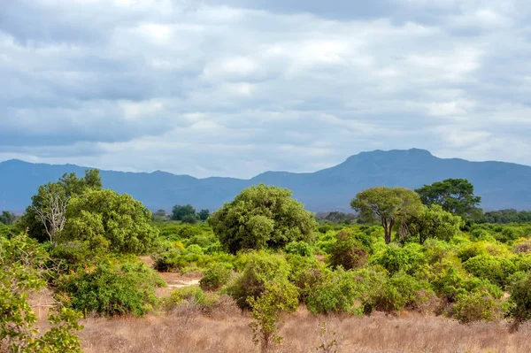 Savannah manzara Kenya Milli Parkı — Stok fotoğraf