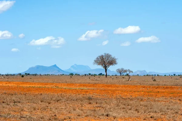 风景与没有人树在非洲 — 图库照片