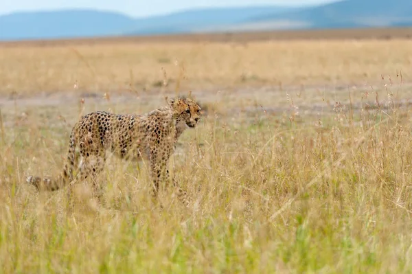 Vilda afrikanska gepard — Stockfoto