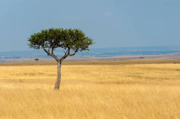 风景与没有人树在非洲 — 图库照片