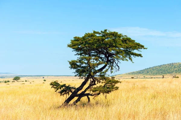Landskap med ingen träd i Afrika — Stockfoto