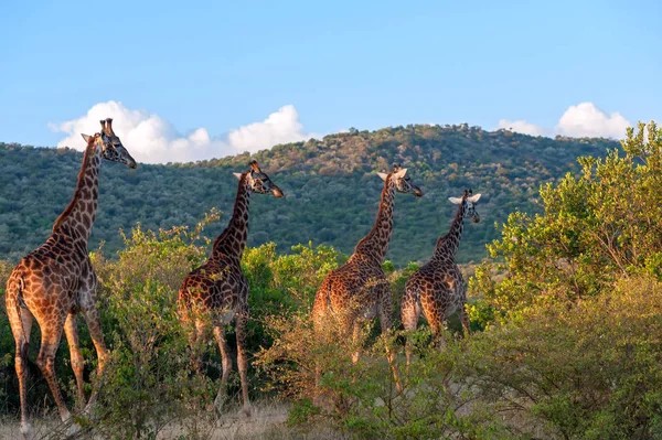 Giraffe in National park of Kenya — Stock Photo, Image