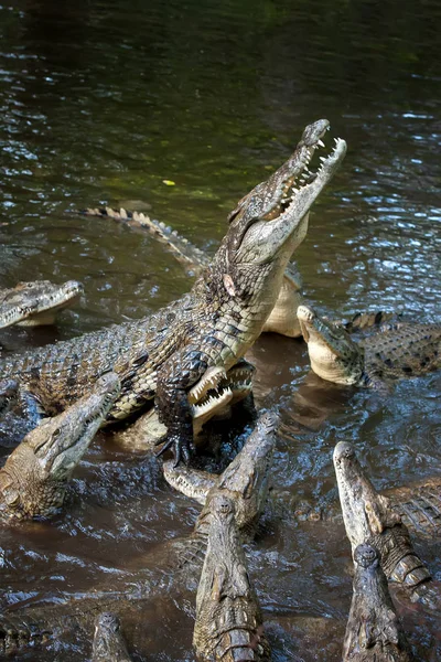 アフリカ ケニアの国立公園のワニ — ストック写真