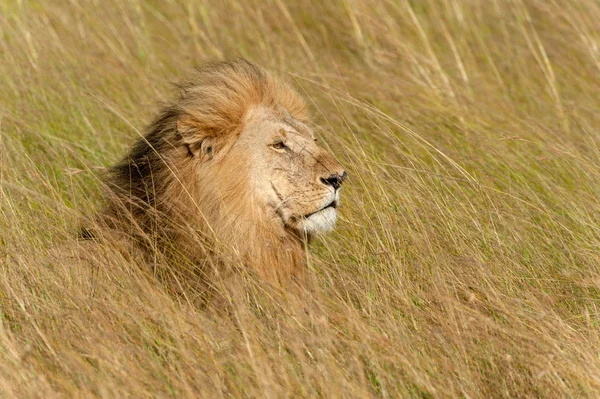 Lion male in National park of Kenya — Stock Photo, Image