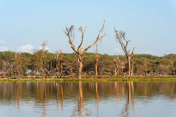 Paesaggio della Savana con fiume nel Parco Nazionale del Kenya — Foto Stock