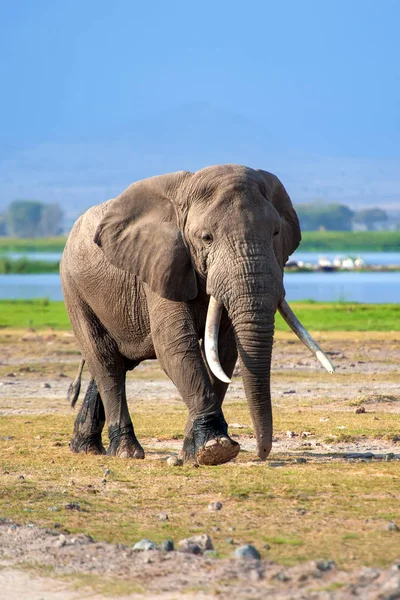 L'éléphant dans le parc national du Kenya — Photo