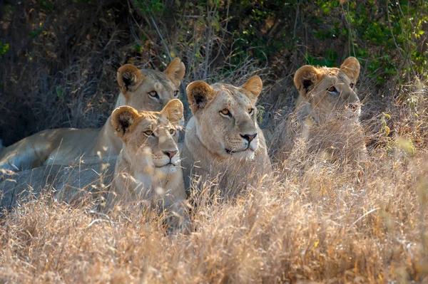 Aslan Kenya Milli Parkı — Stok fotoğraf