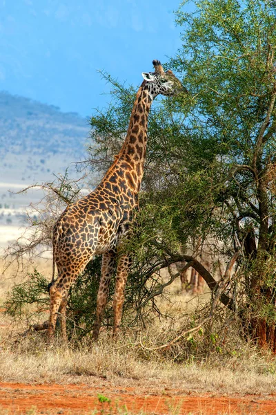 Καμηλοπάρδαλη στο εθνικό πάρκο της Κένυας — Φωτογραφία Αρχείου