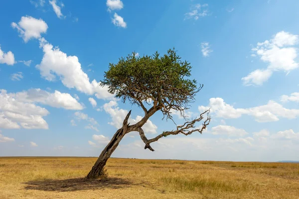 Paisagem com ninguém árvore na África — Fotografia de Stock